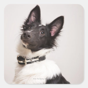 Pegatina Cuadrada Retrato de perro ovino de los shetland negros y bl