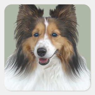 Pegatina Cuadrada Retrato de Sheltie