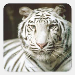 Pegatina Cuadrada Retrato de tigre