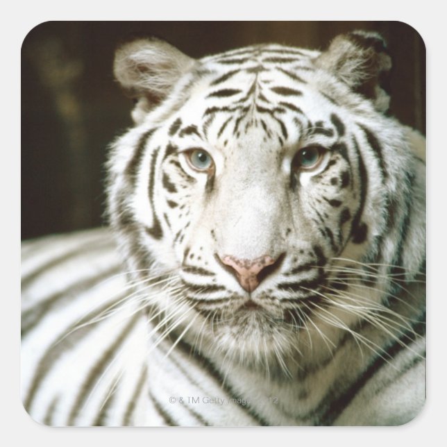 Pegatina Cuadrada Retrato de tigre (Anverso)