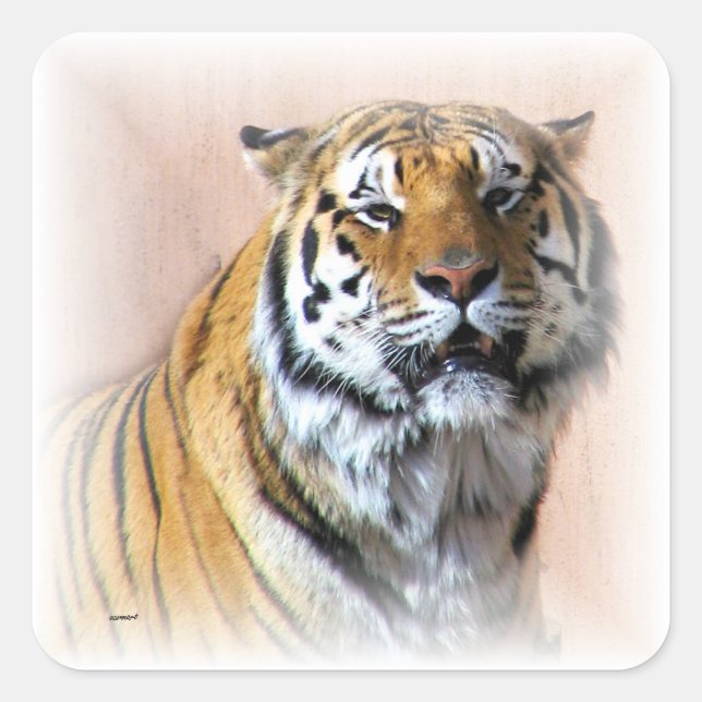 Pegatina Cuadrada Retrato de tigres (Anverso)