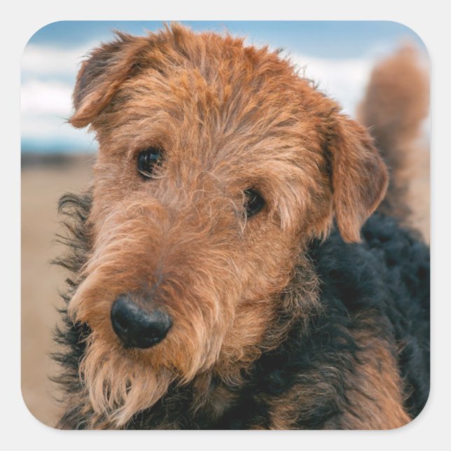 Pegatina Cuadrada Retrato de un Airedale Terrier (Anverso)