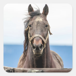 Pegatina Cuadrada Retrato de un caballo