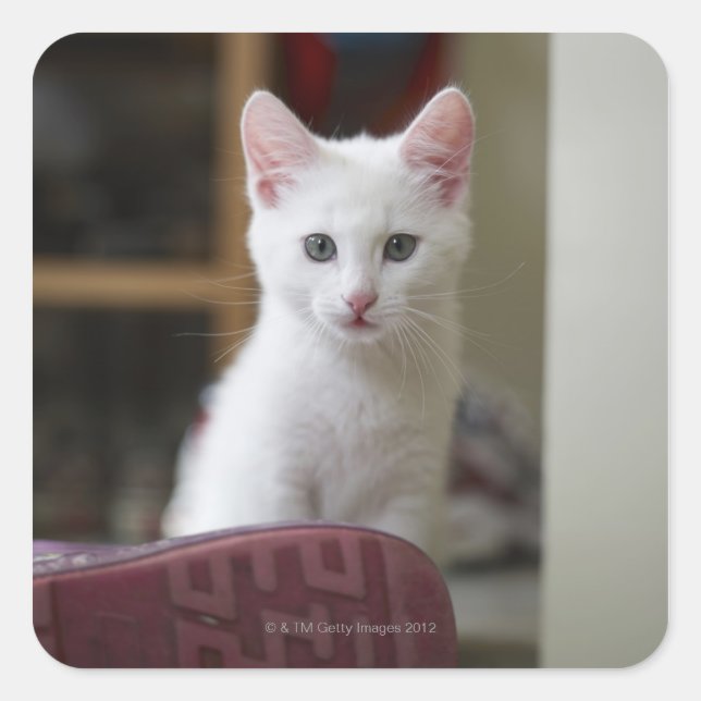 Pegatina Cuadrada Retrato de un gatito blanco, Suecia. (Anverso)