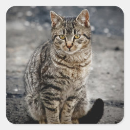 Pegatina Cuadrada Retrato de un gato