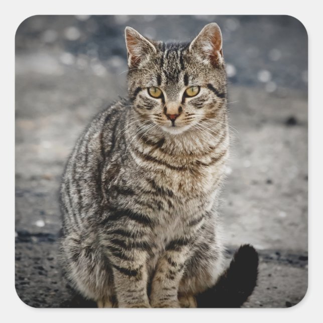 Pegatina Cuadrada Retrato de un gato (Anverso)