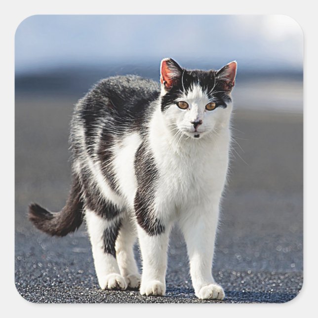 Pegatina Cuadrada Retrato de un gato (Anverso)