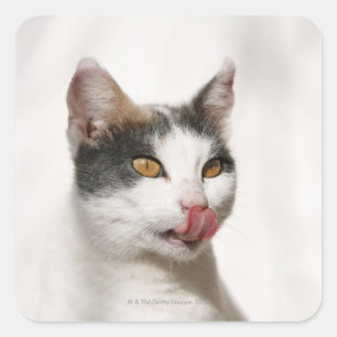 Pegatina Cuadrada Retrato de un gato blanco lamiendo