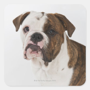Pegatina Cuadrada Retrato de un lindo bulldog de cachorro