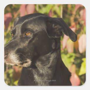 Pegatina Cuadrada Retrato De Un Perro