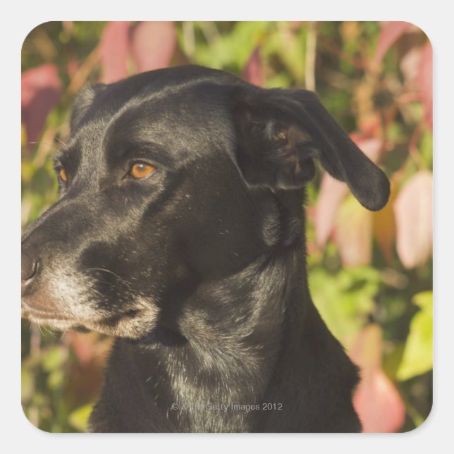 Pegatina Cuadrada Retrato De Un Perro (Anverso)