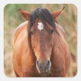 Pegatina Cuadrada Retrato de un salvaje Mustang