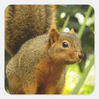 Pegatina Cuadrada Retrato de una fotografía animal de la naturaleza