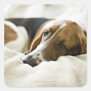 Pegatina Cuadrada Retrato del Bassett, Washington 2