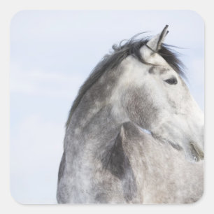 Pegatina Cuadrada retrato del caballo blanco 2