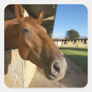 Pegatina Cuadrada Retrato del caballo, Swazilandia, Suráfrica