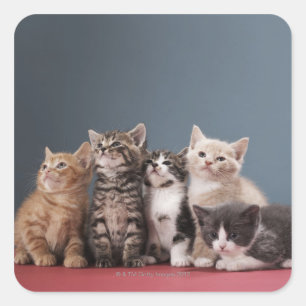 Pegatina Cuadrada Retrato del grupo de gatitos