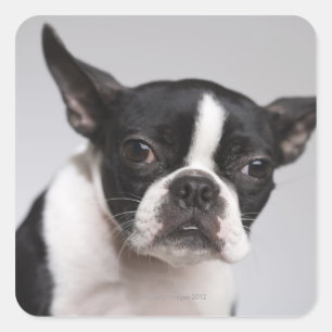 Pegatina Cuadrada Retrato del perro