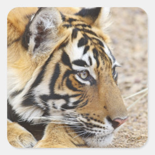 Pegatina Cuadrada Retrato del tigre de Bengala Real, Ranthambhor