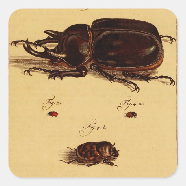 Pegatina Cuadrada Rhinoceros Beetles (Anverso)