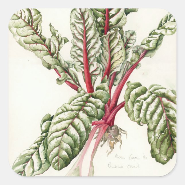 Pegatina Cuadrada Rhubarb Chard 1992 (Anverso)