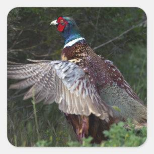 Pegatina Cuadrada Ring Necl Pheasant
