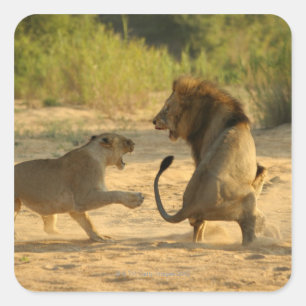 Pegatina Cuadrada Río de Timbavati, parque nacional de Kruger, el