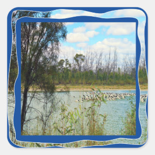Pegatina Cuadrada Río Murray Australia Gran Rebaño Pelícano