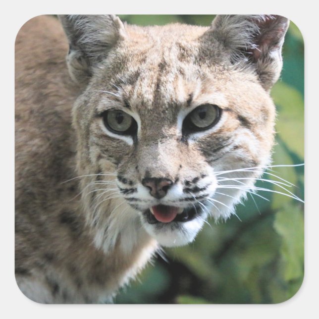 Pegatina Cuadrada Robert J. Bobcat (Anverso)