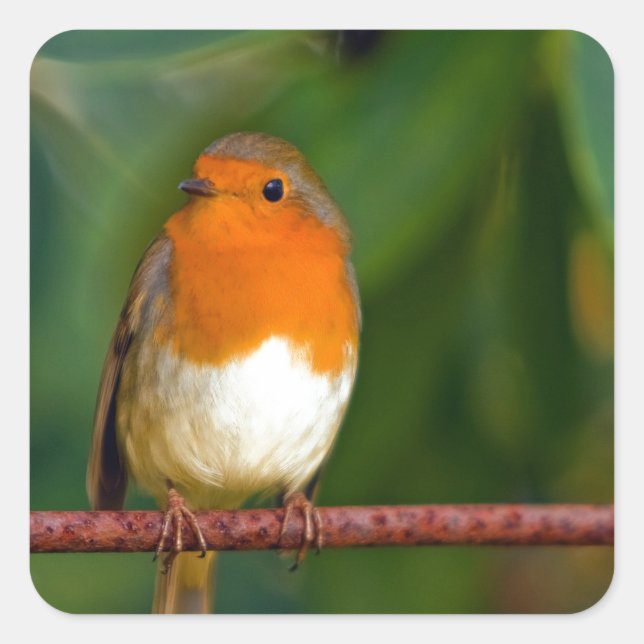 Pegatina Cuadrada Robin navidades (Anverso)