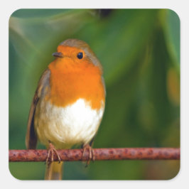 Pegatina Cuadrada Robin navidades