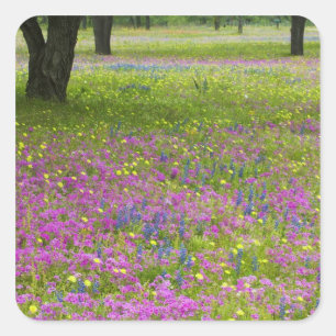 Pegatina Cuadrada Robles con campo de Phlox, Blue Bonnets