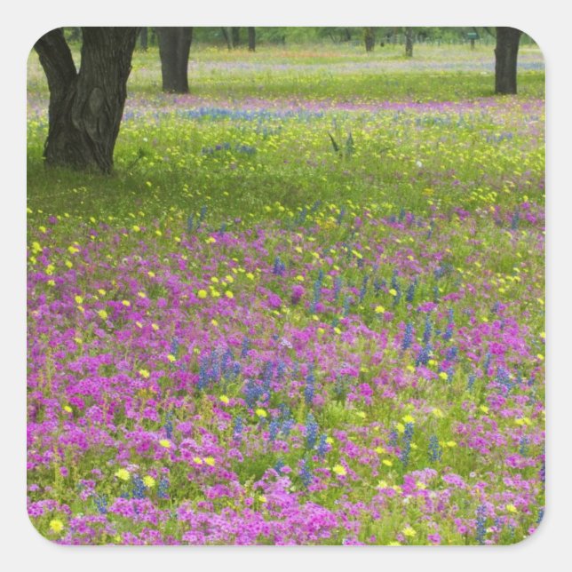 Pegatina Cuadrada Robles con campo de Phlox, Blue Bonnets (Anverso)