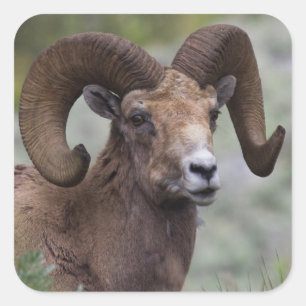 Pegatina Cuadrada Rocky Mountain Bighorn Ram
