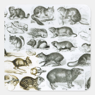 Pegatina Cuadrada Rodentia-Roedores o animales de roedura
