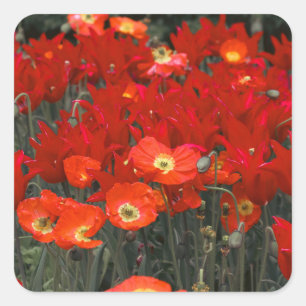 Pegatina Cuadrada Rojo como tus tulipanes