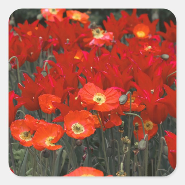 Pegatina Cuadrada Rojo como tus tulipanes (Anverso)