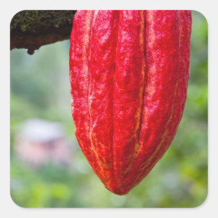 Pegatina Cuadrada rojo de la vaina de cacao