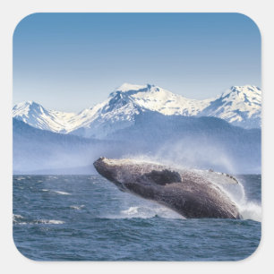 Pegatina Cuadrada Rompiendo ballena jorobada en Alaska