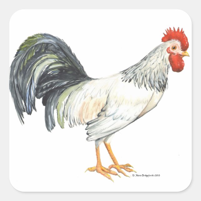 Pegatina Cuadrada Rooster blanco con plumas de cola negra (Anverso)