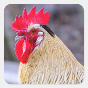 Pegatina Cuadrada Rooster con Cockscomb