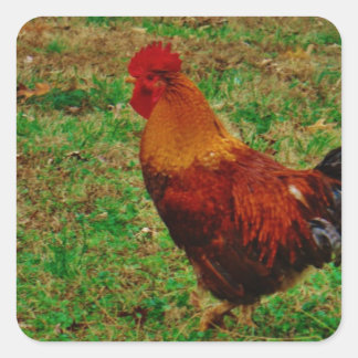 Pegatina Cuadrada Rooster en el Jardín
