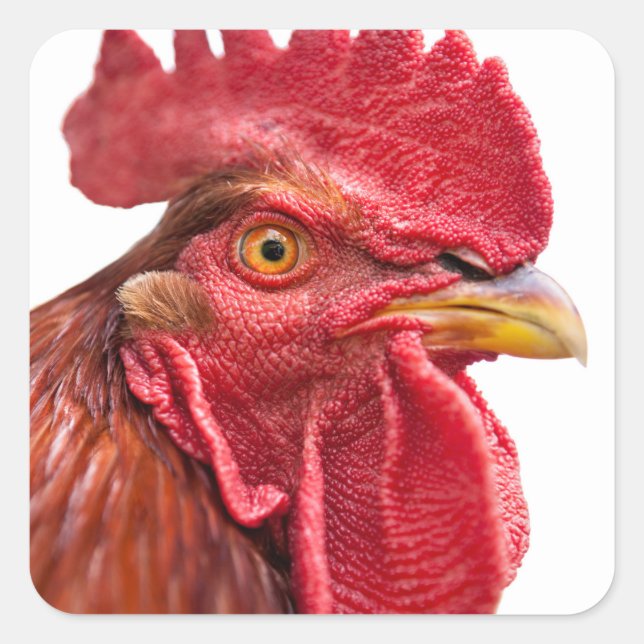 Pegatina Cuadrada Rooster Face (Anverso)