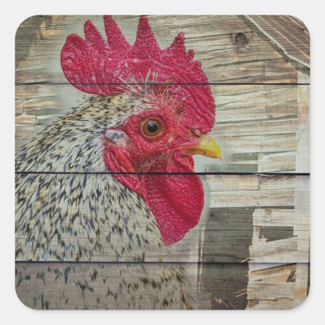 Pegatina Cuadrada Rooster Rustic Chicken Coop Barn Board (Anverso)
