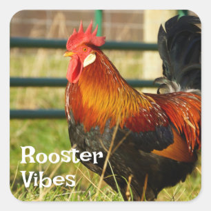 Pegatina Cuadrada Rooster Vibes Farm Life
