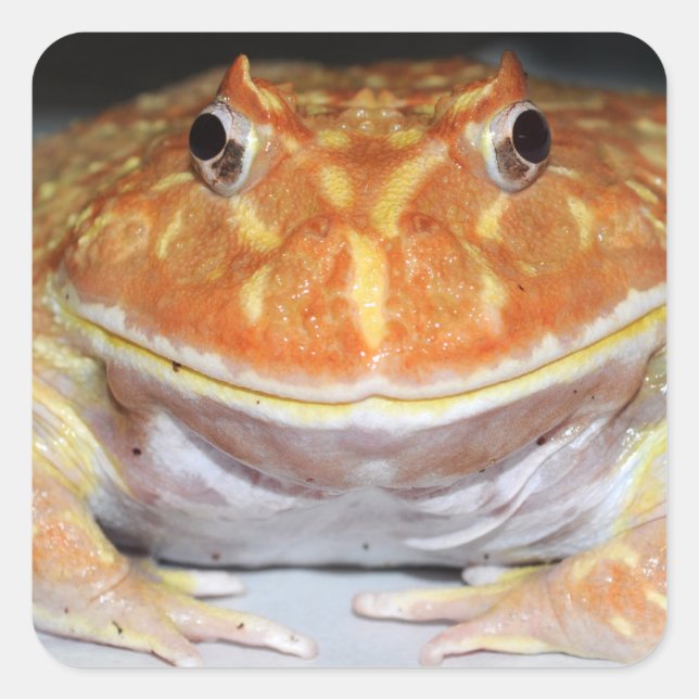 Pegatina Cuadrada Ropa argentina (Anverso)