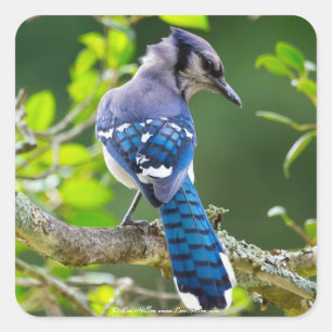Pegatina Cuadrada Ropa y regalos de fotografía de la naturaleza del 