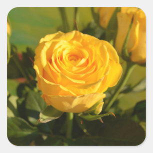 Pegatina Cuadrada Rosa amarilla