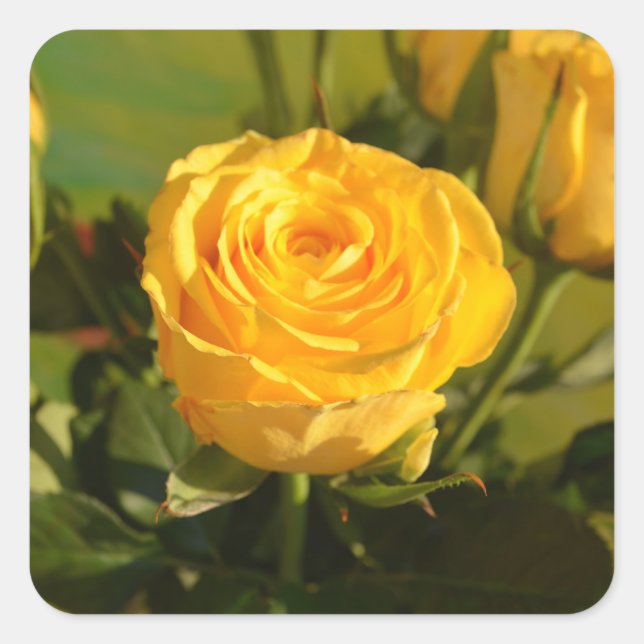 Pegatina Cuadrada Rosa amarilla (Anverso)