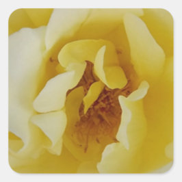 Pegatina Cuadrada Rosa amarilla